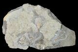 Four Fossil Crinoids (Dichocrinus & Eretmocrinus) - Gilmore City, Iowa #148691-2